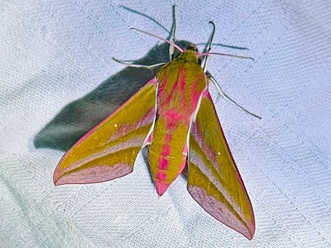 Mittlerer Weinschwärmer