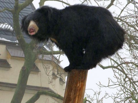 Bär auf Stamm