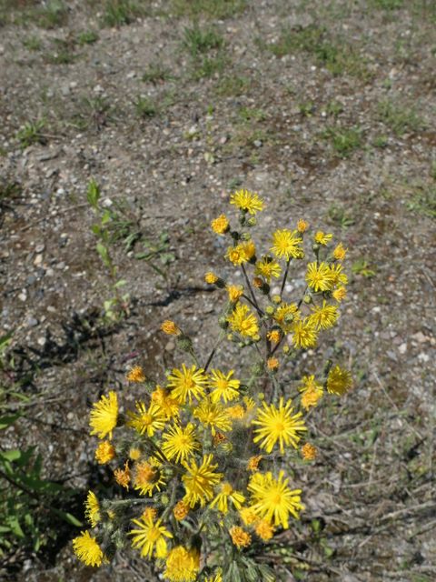 Florentiner Habichtskraut (Hieracium piloselloides)