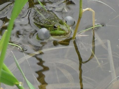 Foto von einem Teichfrosch am Rehpfuhl am 26.05.16