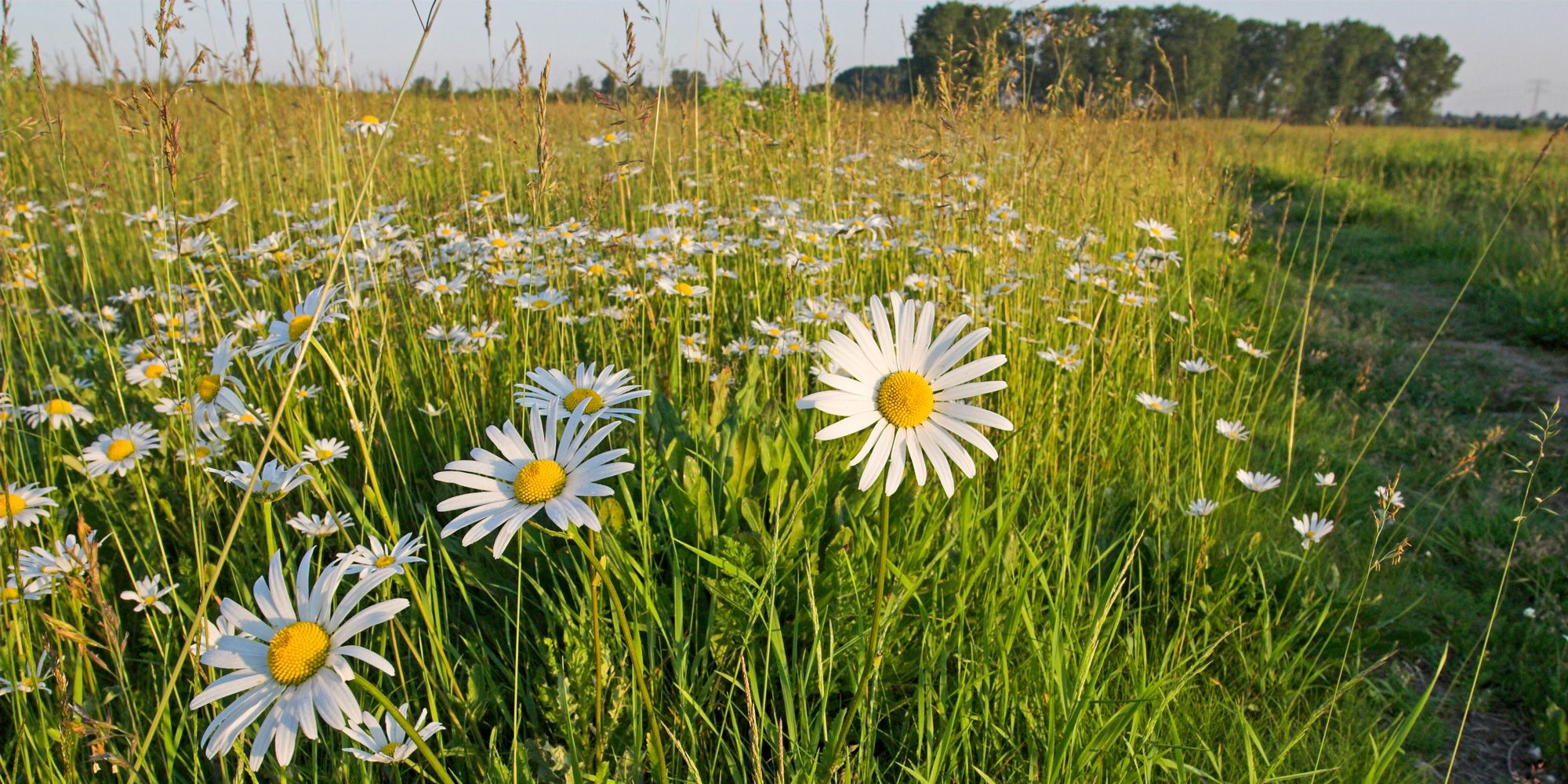 Falkenberger Rieselfelder (Bild: Bruno D'Amicis)