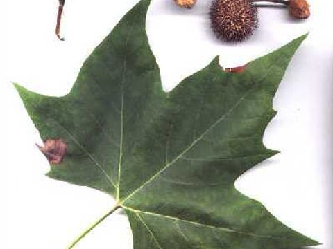 Platane - Blatt und Frucht einer ahornblättrigen Platane