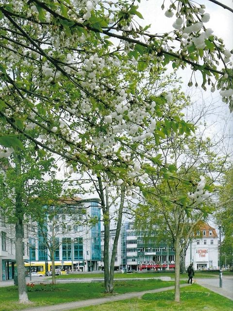 Blick auf den Antonplatz
