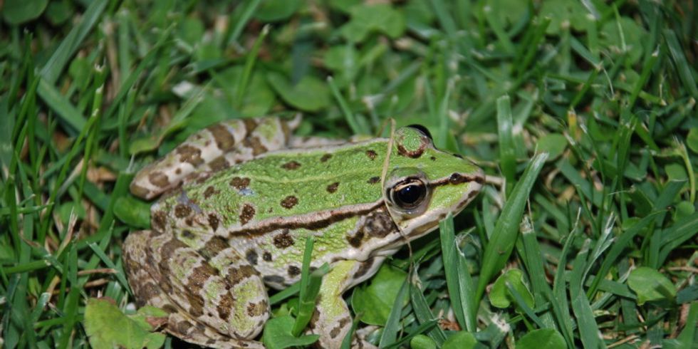 Ein Laubfrosch auf der Wiese