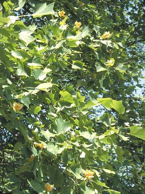 Tulpenbaum - Blüten und Blätter eines Tulpenbaums