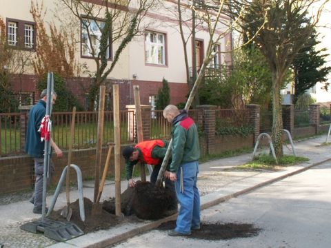 Baumpflanzung durch die Auszubildenden