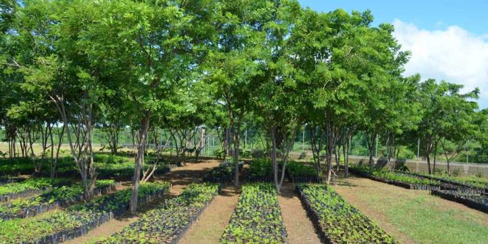 Baumschule mit 40 000 Setzlingen