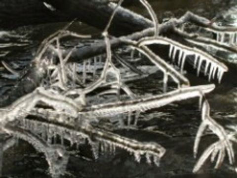 bizarre Äste (Bild: Berliner Forsten, T. Wiehle)