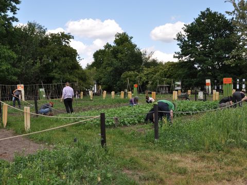 Mehrere Menschen arbeiten auf einem Feld