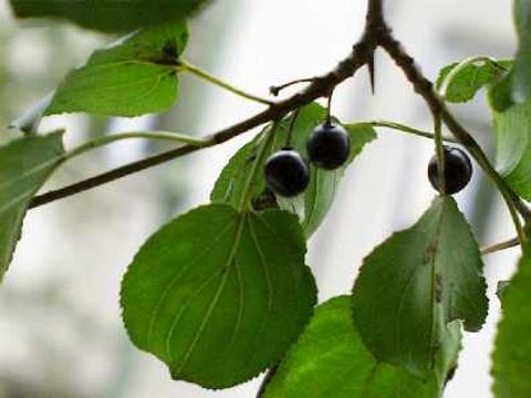 Kreuzdorn - Blätter und Blüten des Kreuzdorns