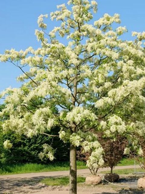 Eine große Blumen-Esche mit vielen weißen Blüten