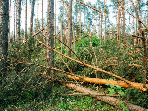 Sturmschäden im Wald