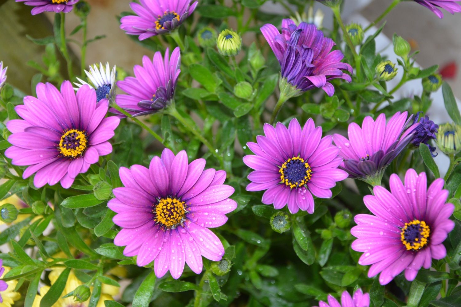 Sommerblumen lila