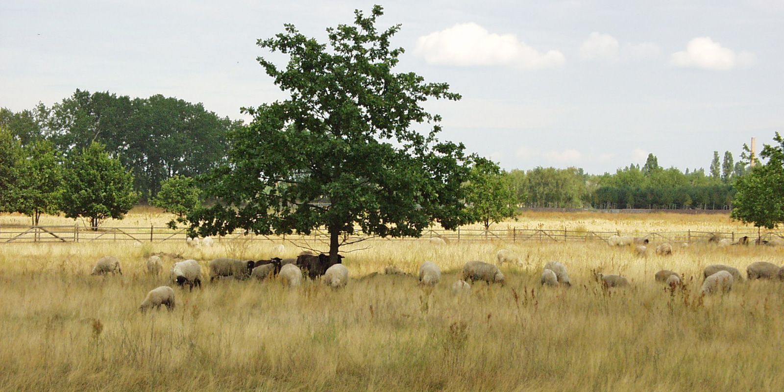 Beweidung durch Rauwollige Pommersche Landschafe zur Landschaftspflege (Bild: SenUMVK)