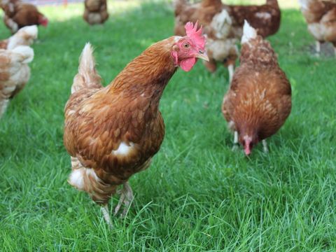 Hühner auf einer Wiese