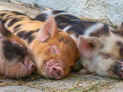 Schweine schlafend