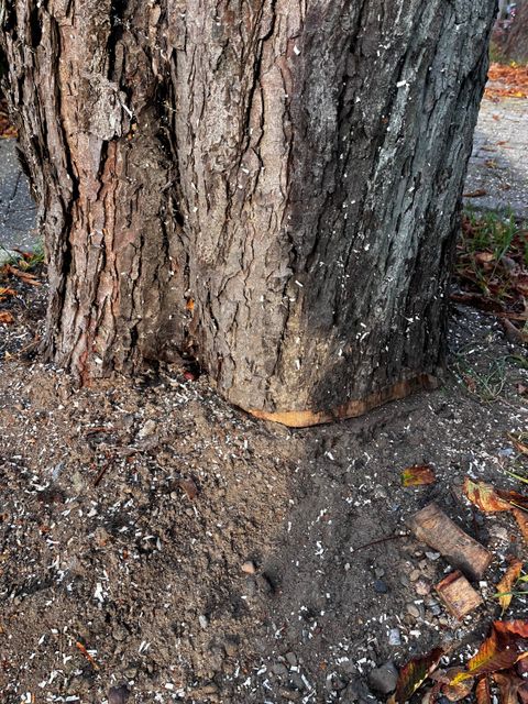 Baum in Heiligensee mutwillig angesägt