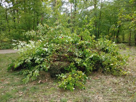 Entfernte Gehölze aus dem Wald