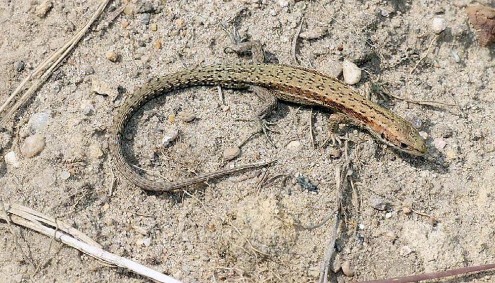 Die Waldeidechse (Zoothoca vivipara) musste in die Gefährdungskategorie 2 heraufgestuft werden.