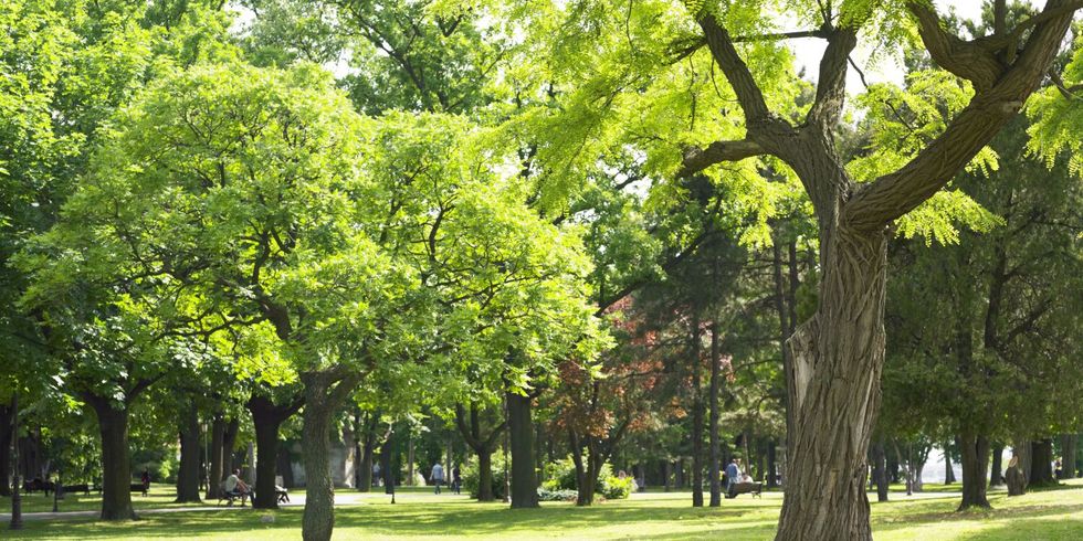 Park im Sommer