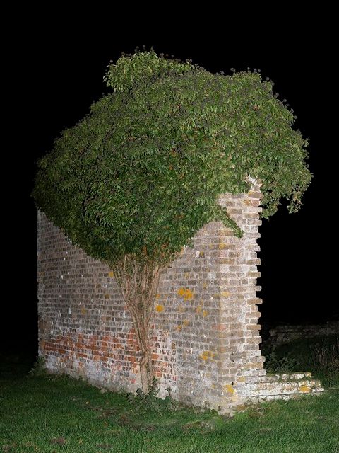 Eine Mauer, die von einem Baum überwuchert wird
