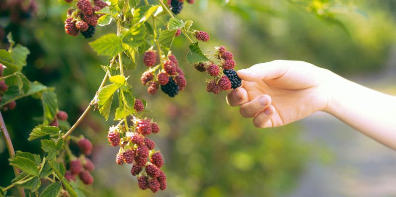 Hände, die Kommissionierung Brombeeren Haupt Erntezeit mit baske