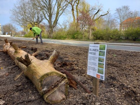 Eine Blumenwiese entsteht am Görlitzer Ufer