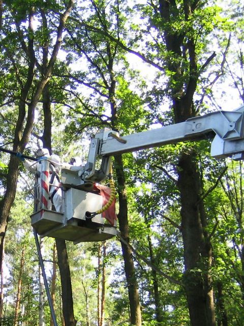 Absaugen der Eichenprozessionsspinner (Bild: Pflanzenschutzamt Berlin)