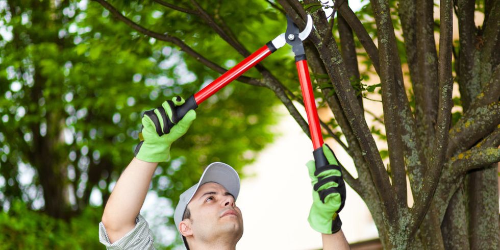 Gärtner beschneidet Pflanzen
