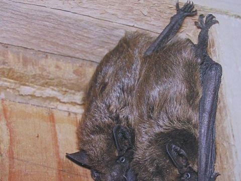 Breitflügelfledermaus