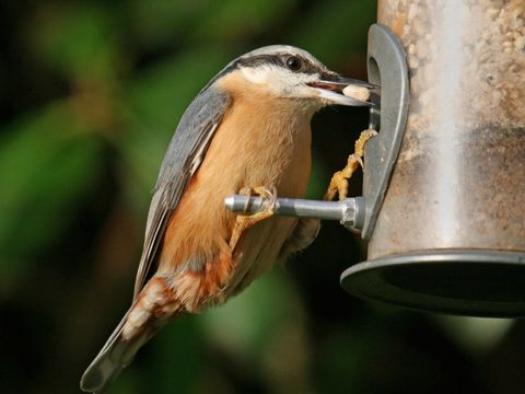 Vögel in Höhlen, Nischen und Kästen - Kleiber - Foto von Kevin Tuck