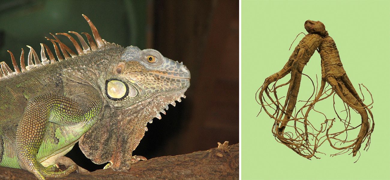 li: Grüner Leguan (Iguana iguana); re: Ginseng-Wurzel