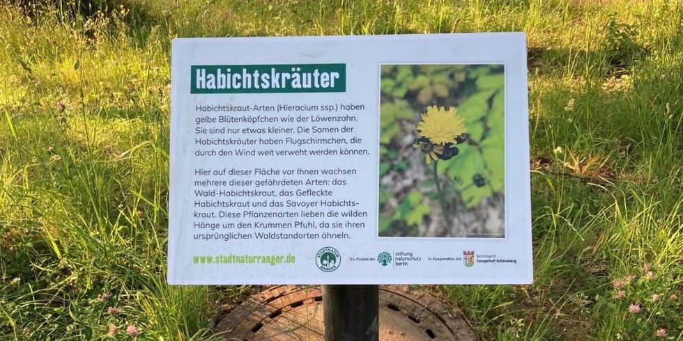 Ein Schild in einer Grünanlage informiert über Habichtkräuter