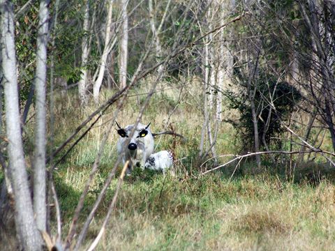 Woodland pasture with English park cattle, 2015