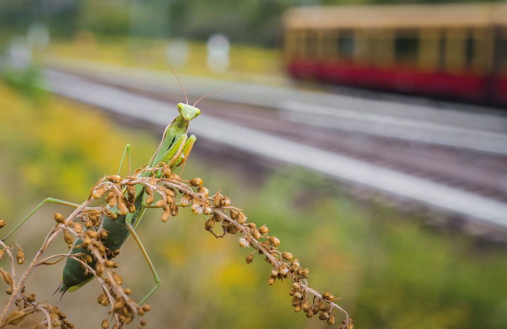 Gottesanbeterin (Bild: Sebastian Hennigs )