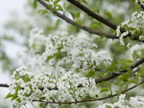 Zweig der Steinweichsel mit weißen Blüten