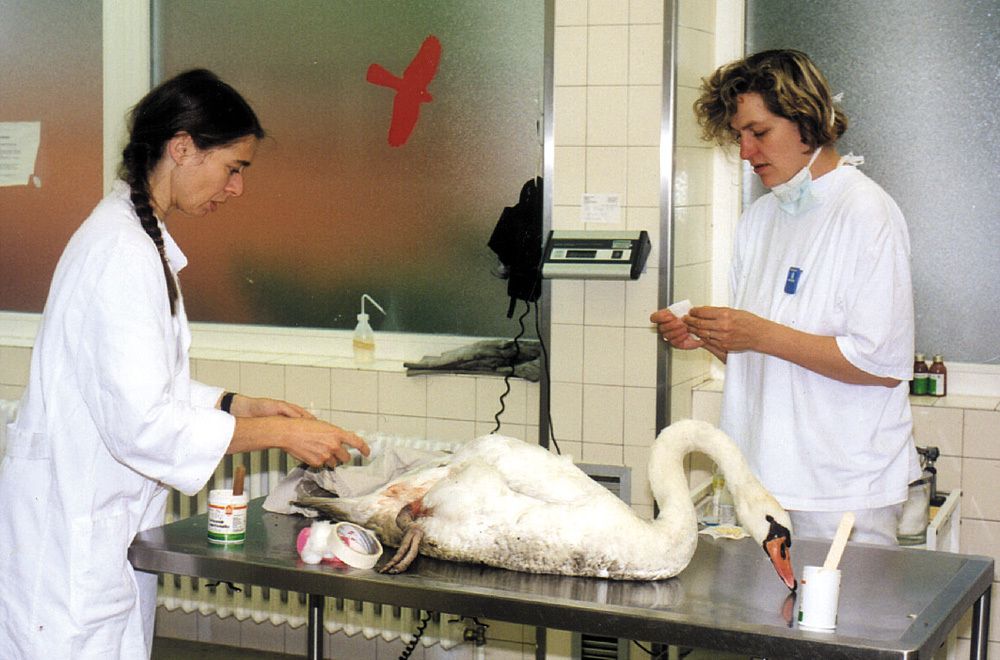 Behandlung eines verletzten Höckerschwans