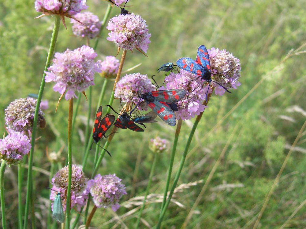 Sechs Widderchen tummeln sich auf rosafarbenen Blütenköpfen der Gemeinen Grasnelke. Die Schmetterlinge haben längliche schwarze Flügel mit leuchtend roten Flecken. Bei zwei Faltern erscheinen die hauchdünnen Flügel im Sonnlicht bläulich. Auf der Unterseite schimmern ihre kräftigen Körper in dunklen Grüntönen. Die kugelförmigen Blütenköpfe der krautigen Gemeinen Grasnelke sind mit zierlichen Kelchblüten besetzt.