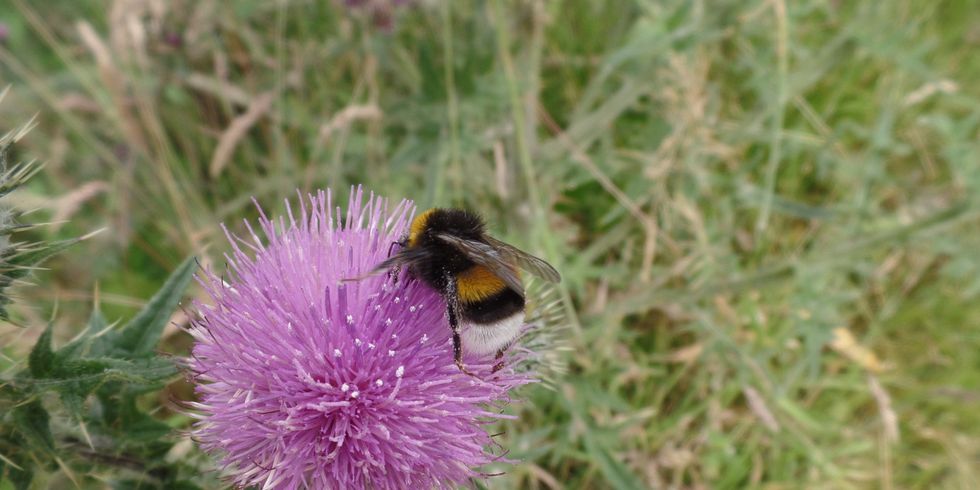 Erdhummel