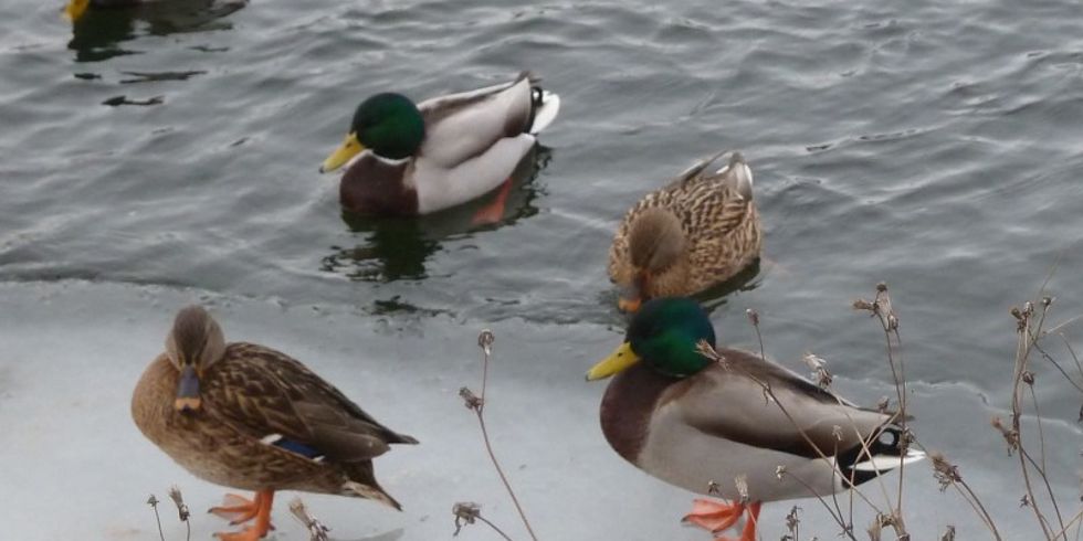 Xhainerin des Monatds: die Stockente