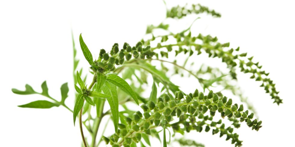 Nahaufnahme einer Ambrosiapflanze