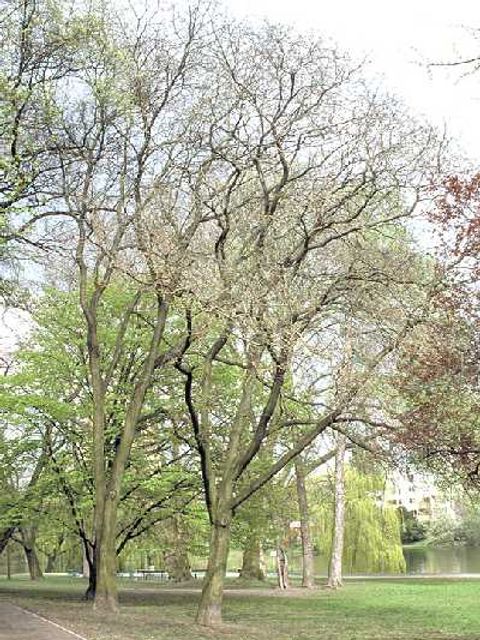 Schnurbaum - Honigbaum