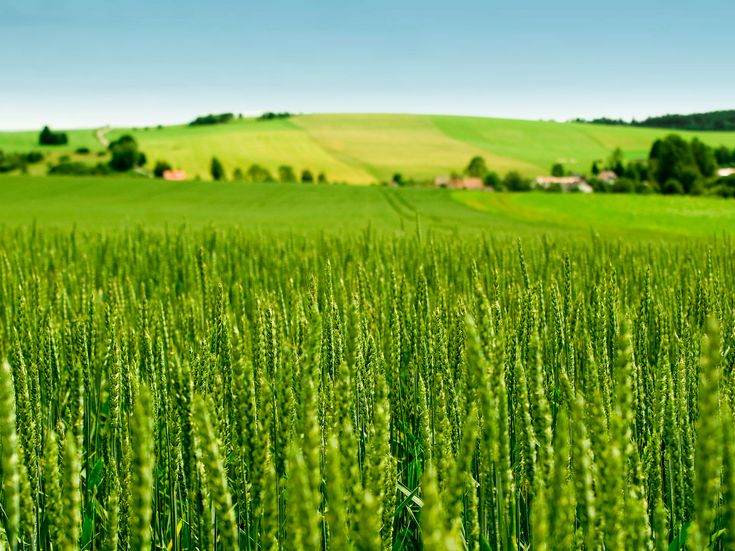 grünes Weizenfeld