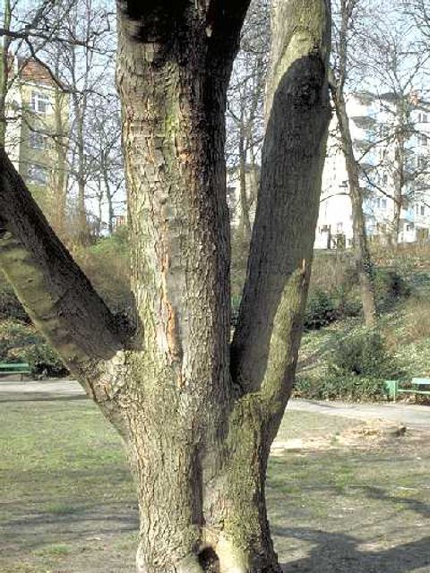 Silber-Ahorn - Silber-Ahornstamm