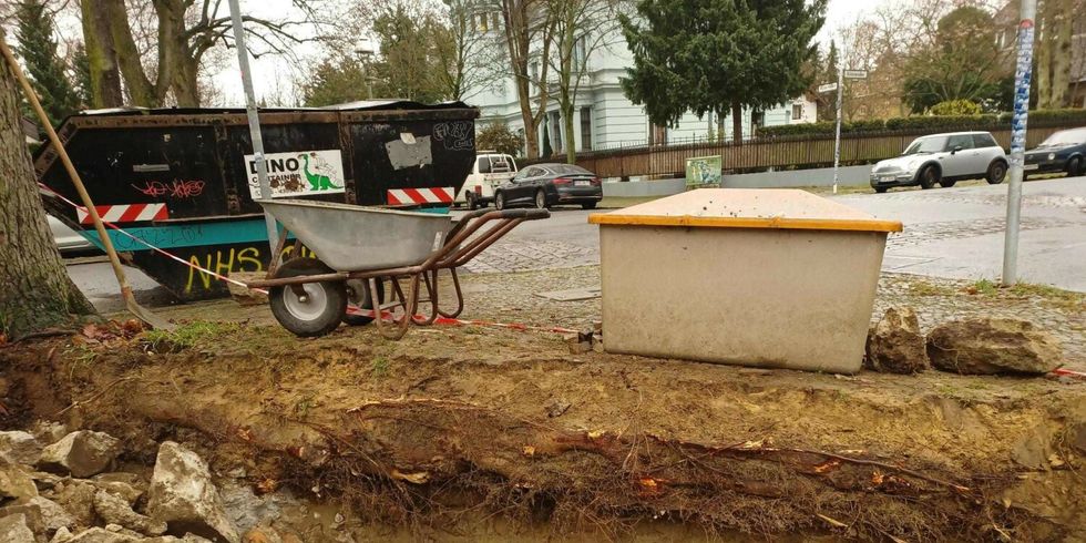 Massiv geschädigtes Wurzelwerk bei zwei alten Bäumen an der Kastanienallee.