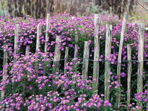 Zaun mir Blumen umringt