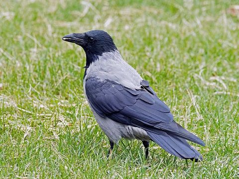 Nebelkrähe auf dem Rasen