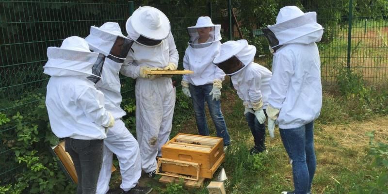 Carlo-Schmid-Oberschule: Imker AG