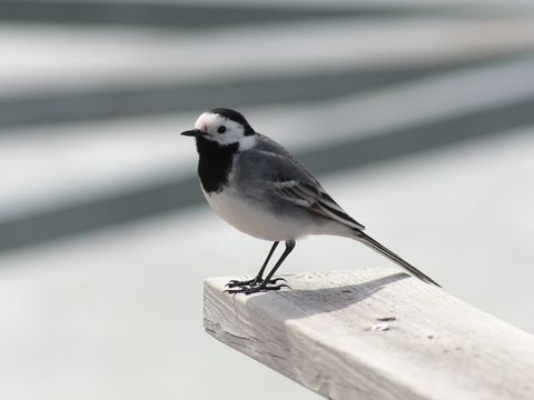 Bachstelze stehend auf einem Brett