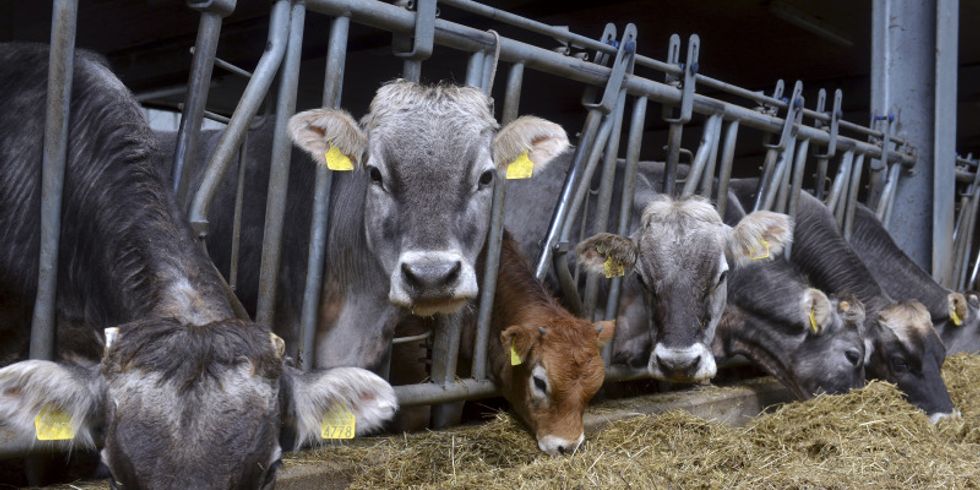 Rinder in einer Stallanlage fressen Stroh